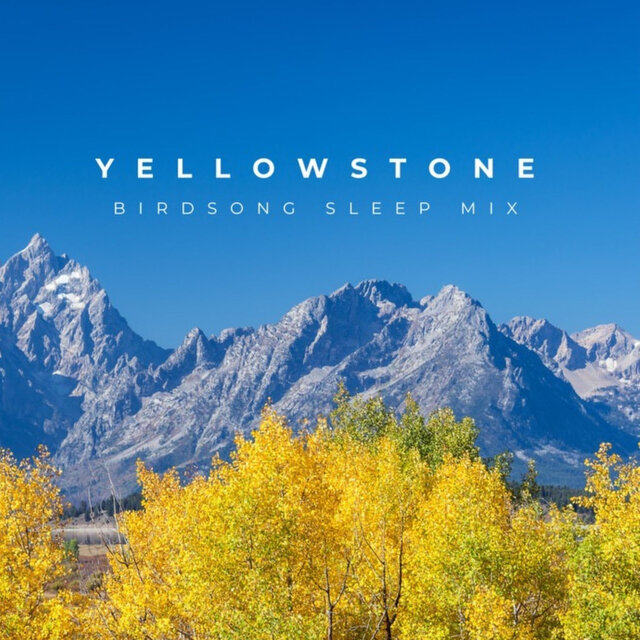 Yellowstone Birdsong (Sleep Mix)
