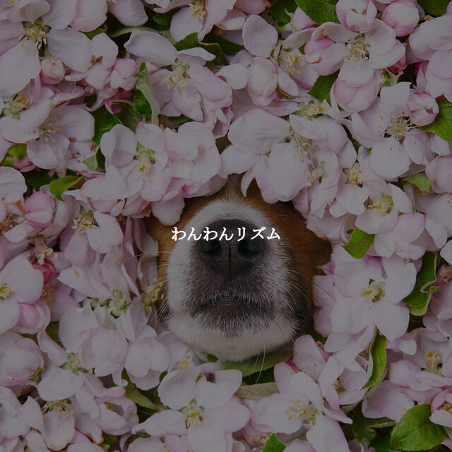 わんわんリズム
