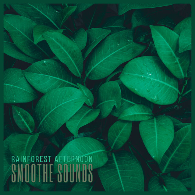 Rainforest Afternoon