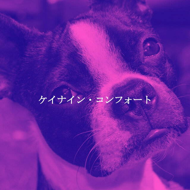 ケイナイン・コンフォート