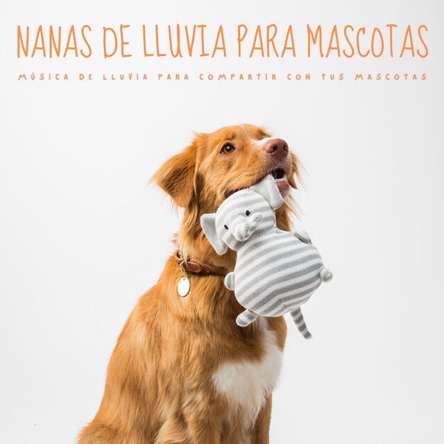 Nanas De Lluvia Para Mascotas: Música De Lluvia Para Compartir Con Tus Mascotas