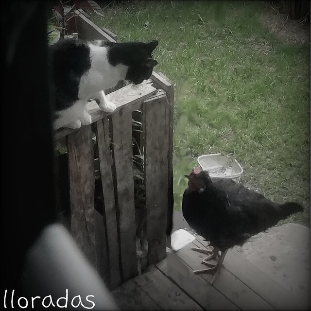 Lloradas