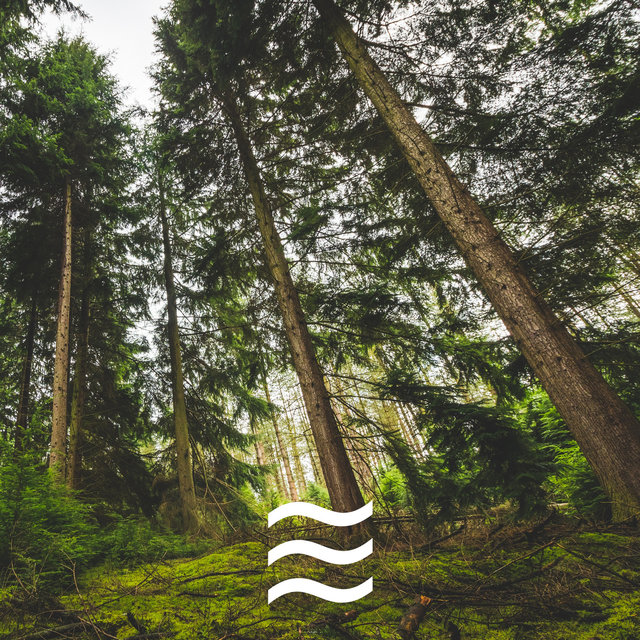 Still Windy Forest