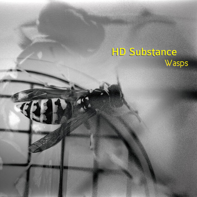 Wasps