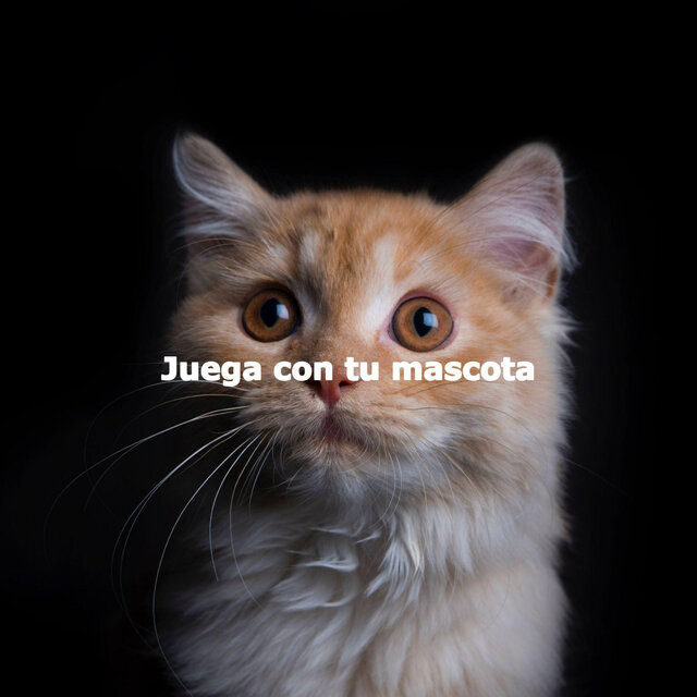 Juega con tu mascota