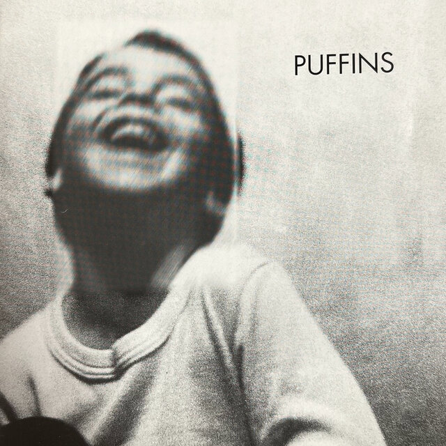 Puffins