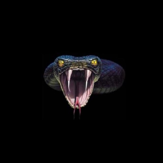 Snaking No Faking