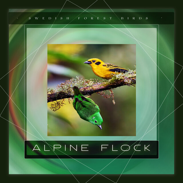 Alpine Flock