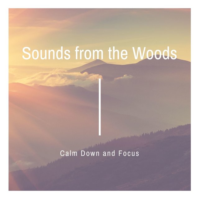 Sounds from the Woods: Forest, Rain, River, Birds Sounds to Calm Down and Focus