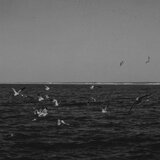 Sodus