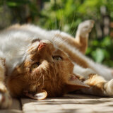 Claws Retract to Beat