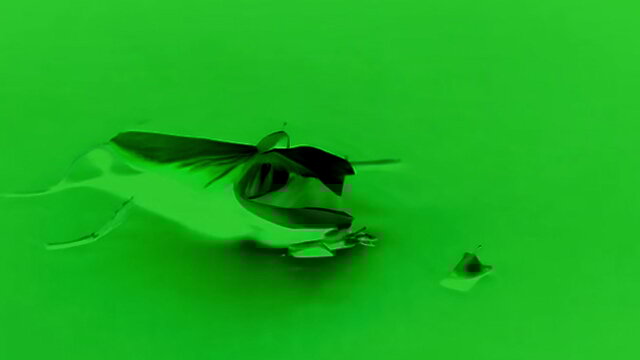 PREYING    MANTIS !