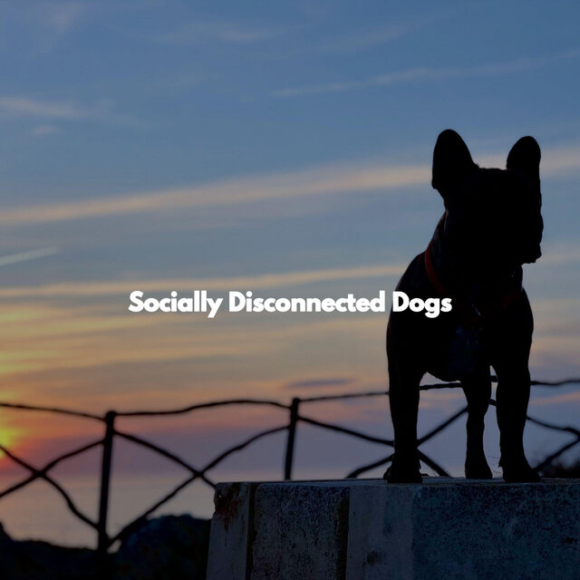 Socially Disconnected Dogs