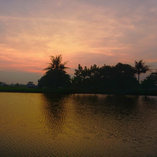 Bagaimana Bisa