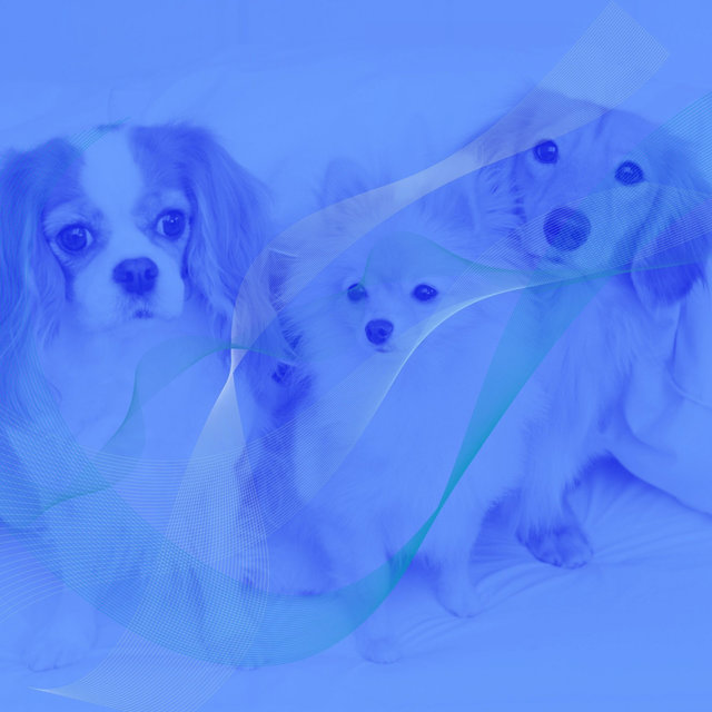 Atmospheric Music for Doggy Naptime - Acoustic Guitar
