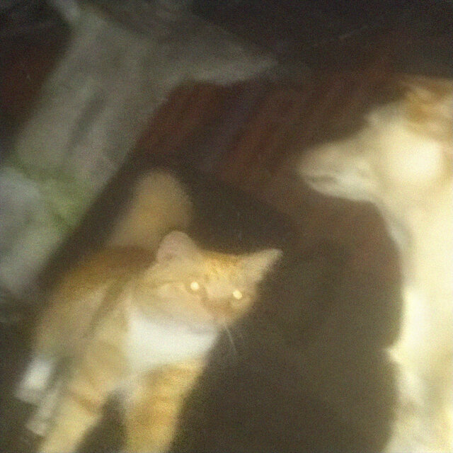 Kira's Orange Friend