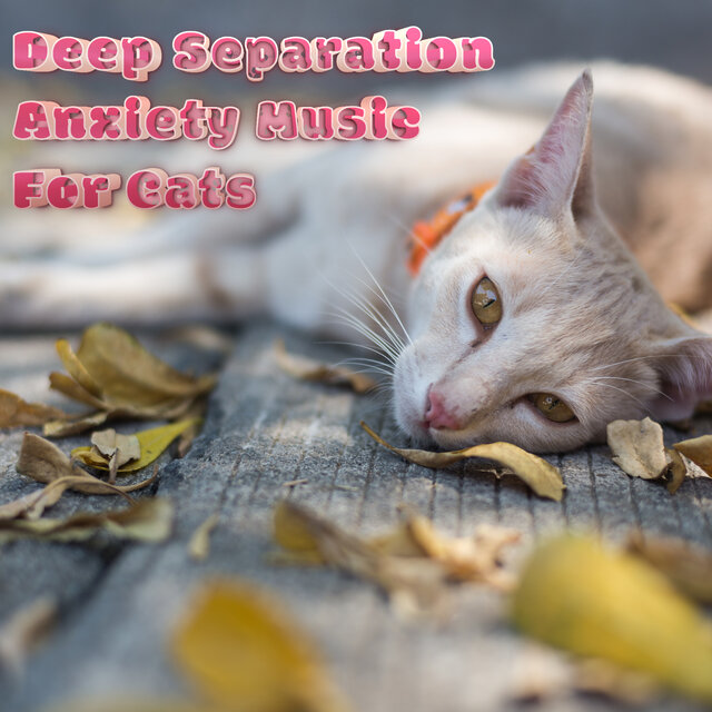 Anxious Kitty Cat Kitten Relaxation Music For Anxiety & Stress Relief