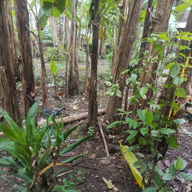 Wegah balikan
