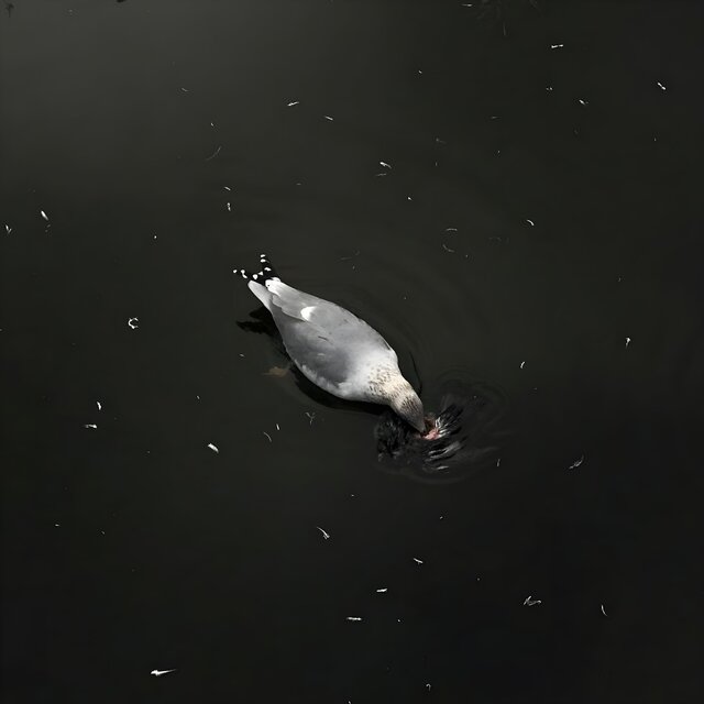 Pigeon