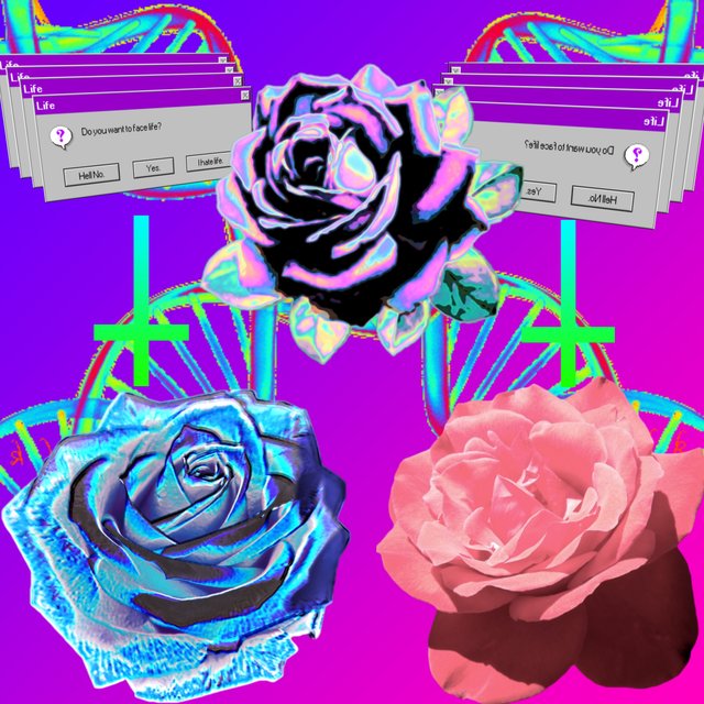Daydream Roses 2