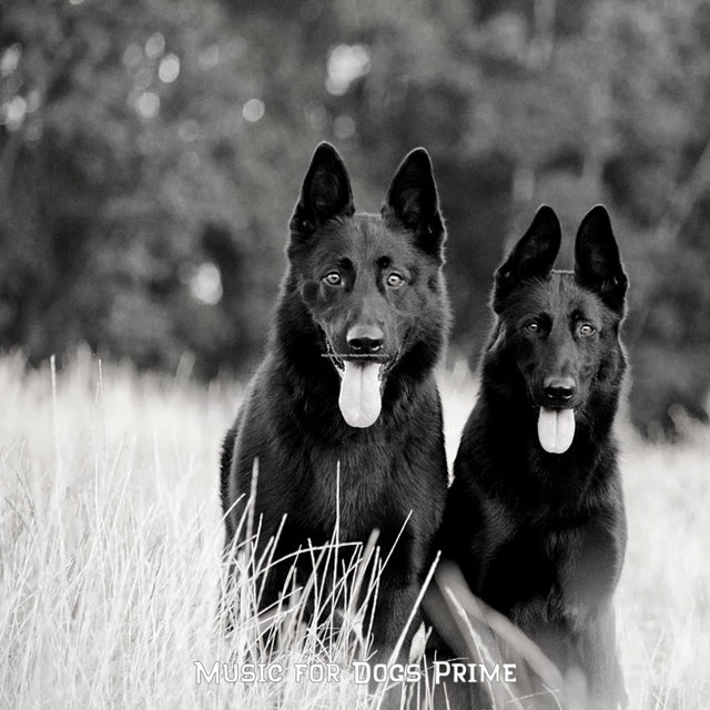 Easy Listening Guitar - Background for Walking the Dog
