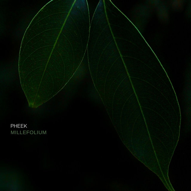 Millefolium