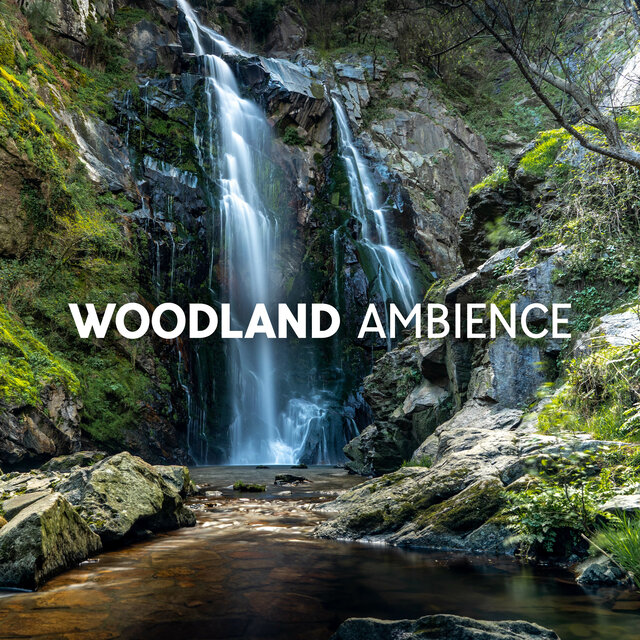Woodland Ambience (Flowing Stream, Forest Sounds, Birds Chirping and Water Sounds)