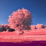 Blossom