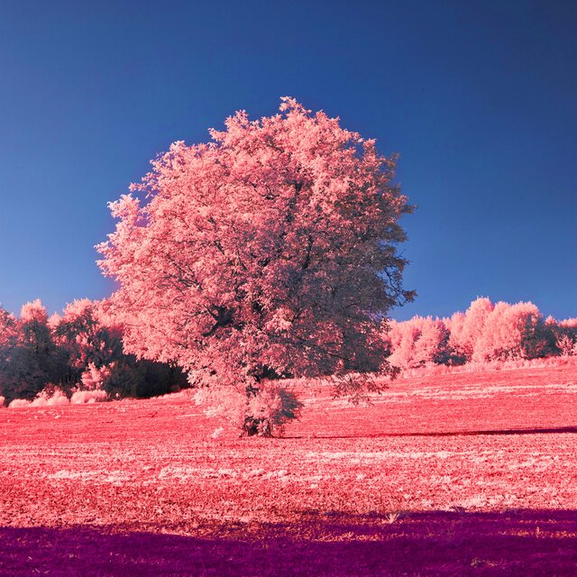 Blossom