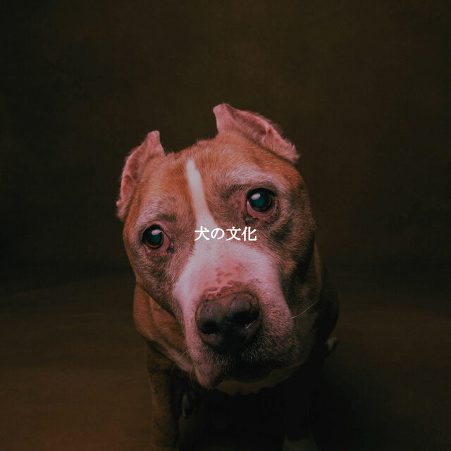犬の文化