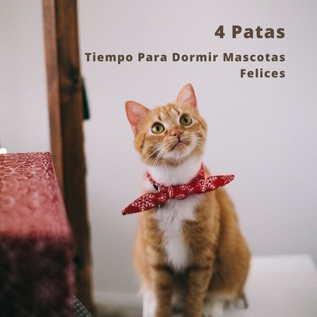4 Patas: Tiempo Para Dormir Mascotas Felices