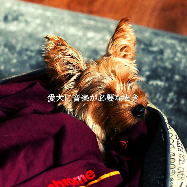 愛犬に音楽が必要なとき