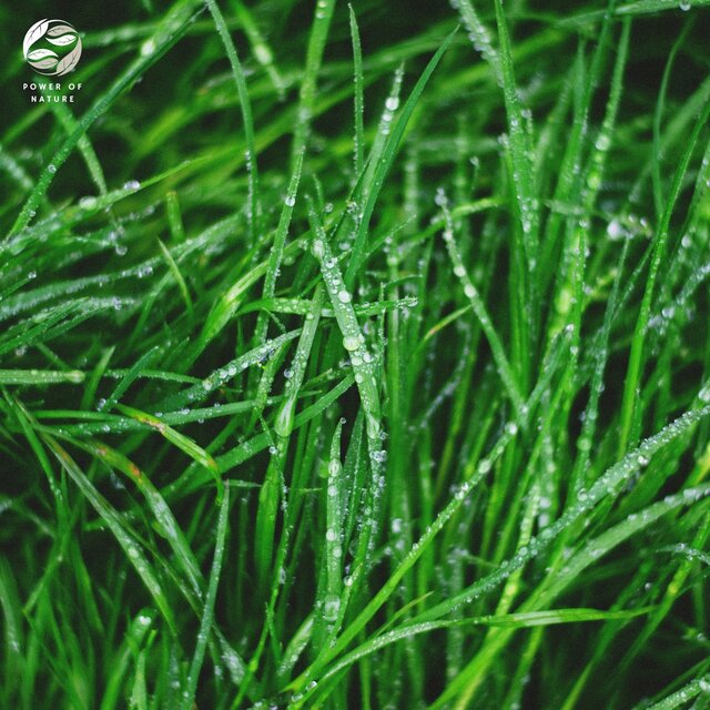 Sweet Sounds of Spring Rain