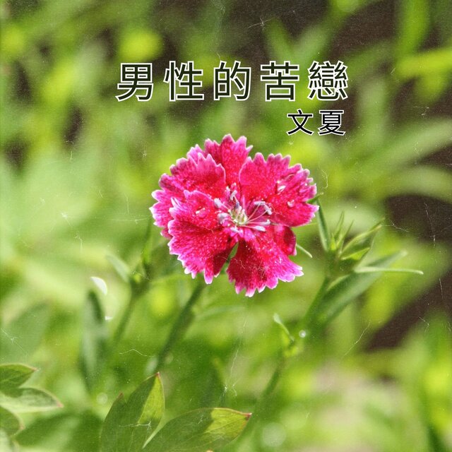 男性的苦戀