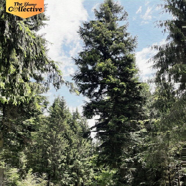 In the crown of the trees, I find you