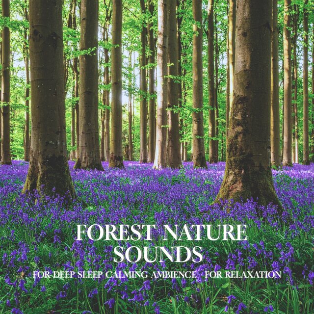 Forest Nature Sounds for Deep Sleep Calming Ambience for Relaxation