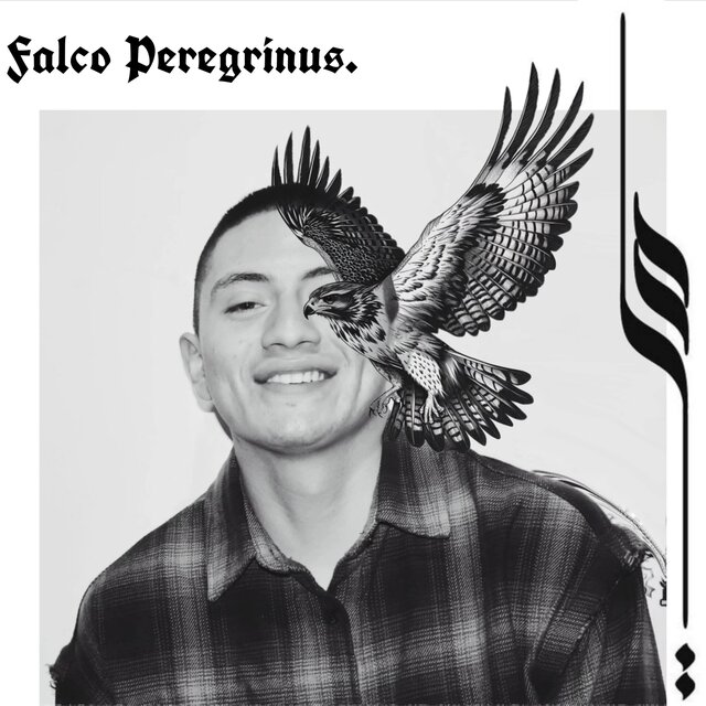Falco Peregrinus