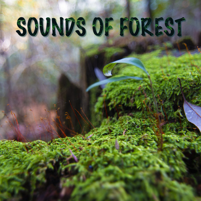 Sounds of Forest
