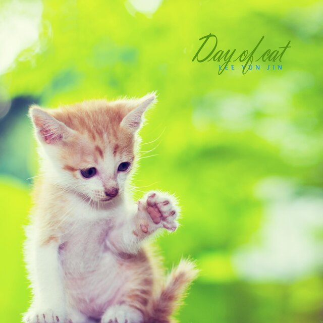 Day of cat