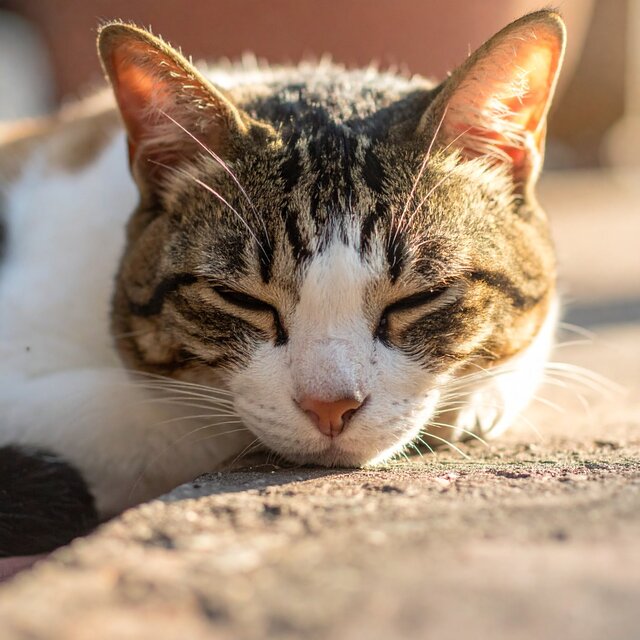 Msica Lofi Suave Para Gatos Tranquilos
