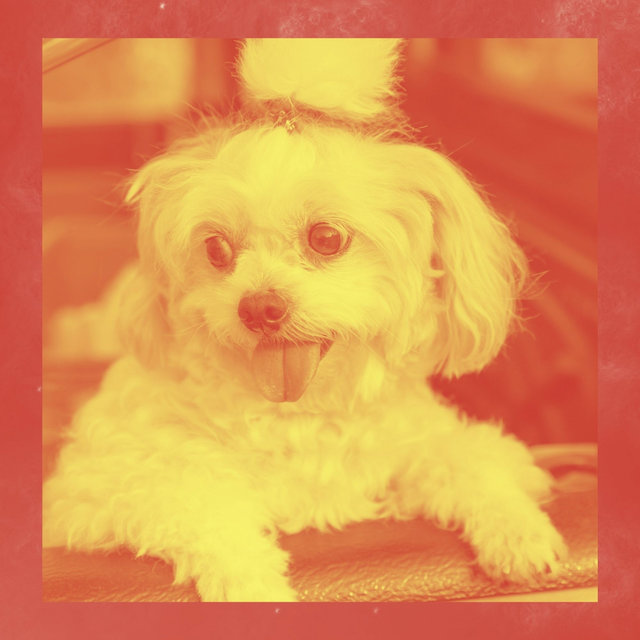 Music for Calming Your Dog - Acoustic Guitar