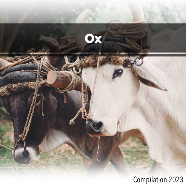 Ox Compilation 2023