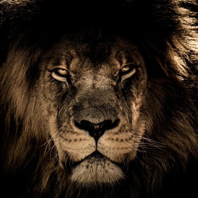 Lions Roar Conclusion