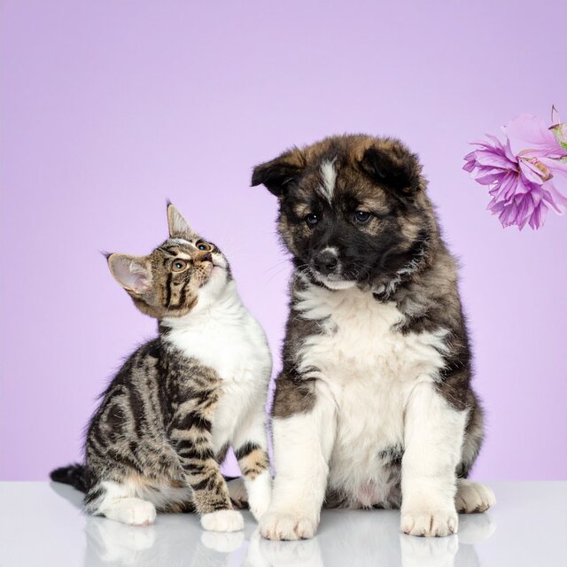 Música Para Mascotas Que Reconfortan Y Calman