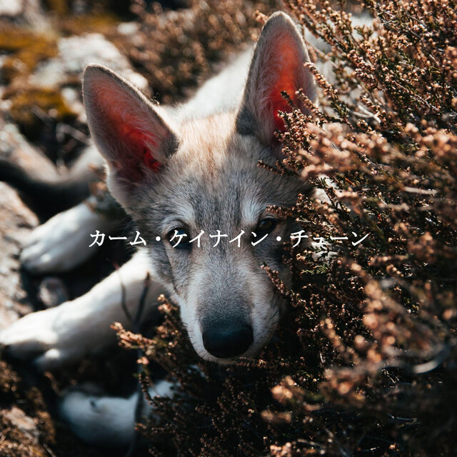 カーム・ケイナイン・チューン