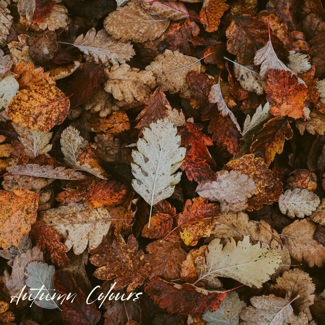 Autumn Colours