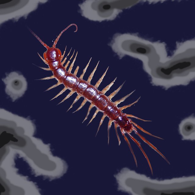 Centipedes