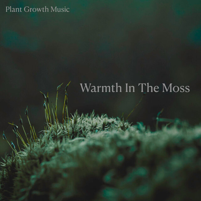 Warmth In the Moss