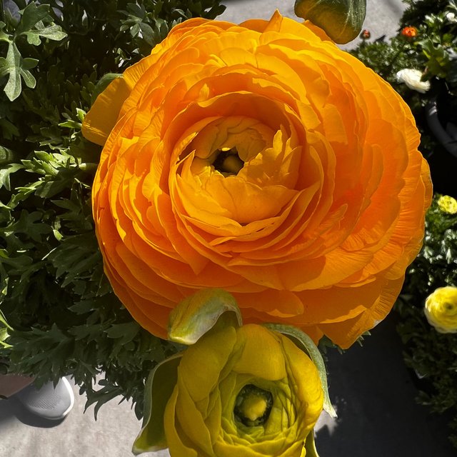 Welcome To The Garden