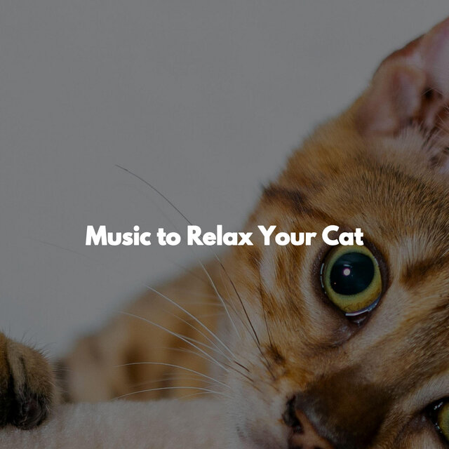 Music to Relax Your Cat